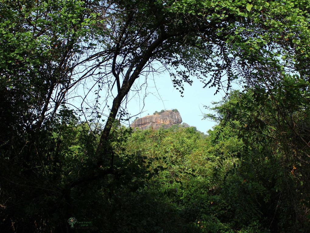 The Thick Forest Sigiriya Room photo