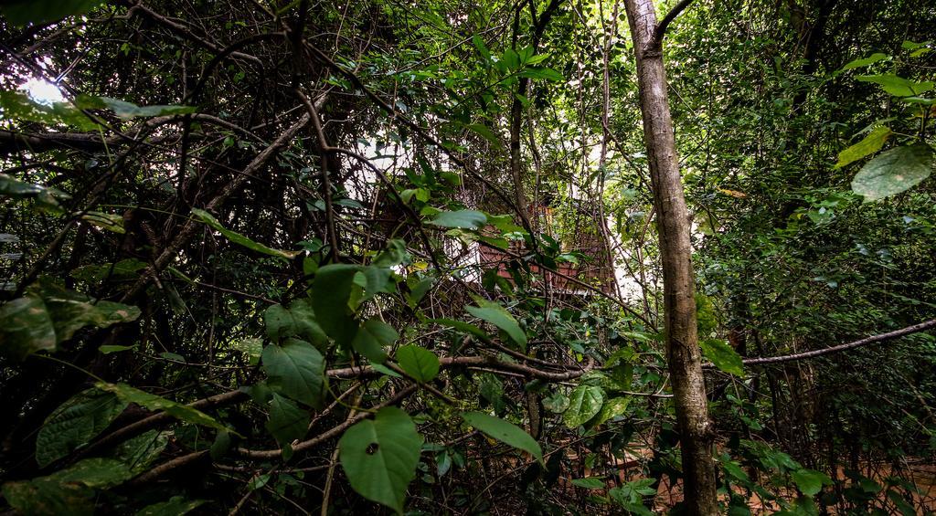 The Thick Forest Sigiriya Exterior photo